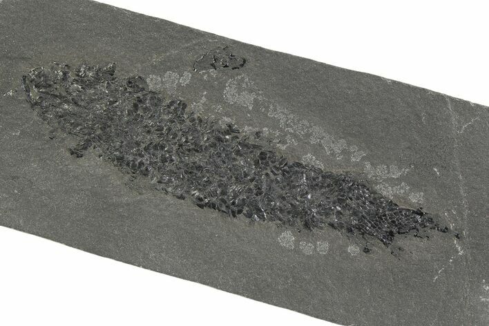 Devonian Lobe-Finned Fish (Osteolepis) Fossil - Scotland #351019